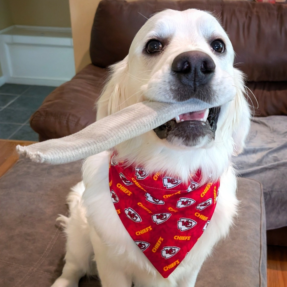 PawsAbilities - Wholesale Pet Bandana - Dog - Kansas City Chiefs Flannel Dog Bandana3