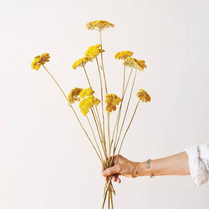 Idlewild Floral Co. - Wholesale Dried/Pressed Flowers - Dried Yellow Yarrow2