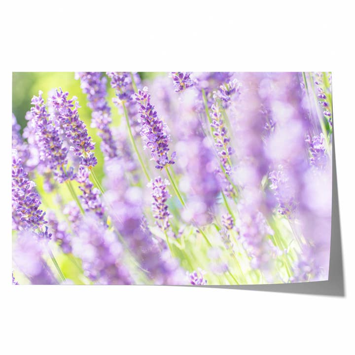 Stampa Fotografica d'Arte | Lavanda Viola V per la vendita all'ingrosso da parte di Natasha Riha Photography