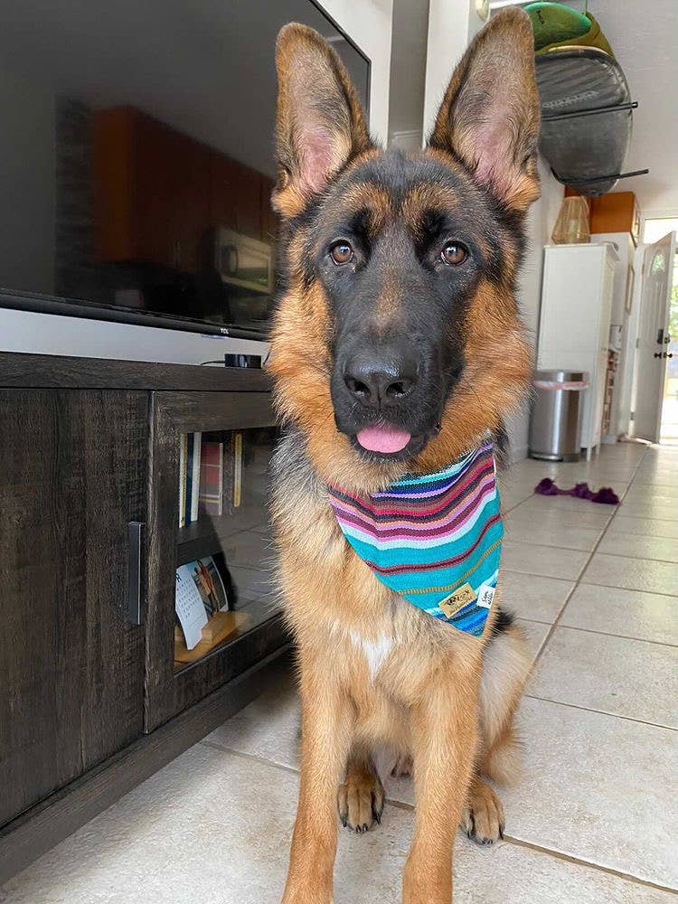 Sam & Nala | intentional style for pets & their people – Bandana - Cão por atacado – Bandana para cachorro Spring Hills - Comércio Justo e feita por artesãos1