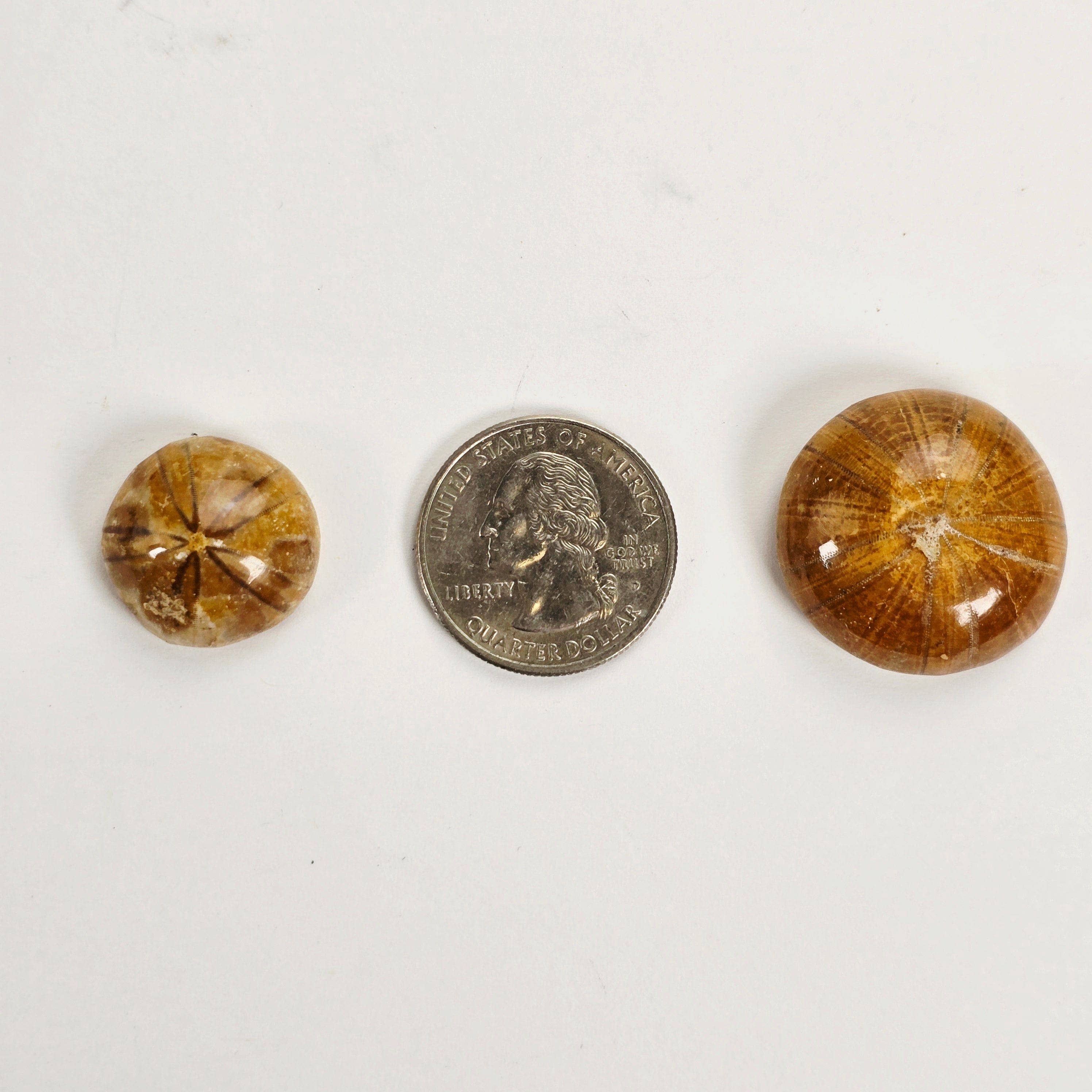 Rock Paradise - Wholesale Spiritual Stone/Crystal - Small Fossil Sand Dollar3