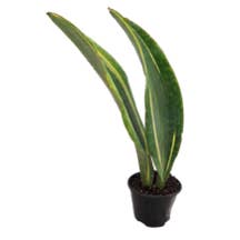 Arcadia Garden Products - Wholesale Live Plant - Sansevieria Whale Fin 6 inch Grower Pot