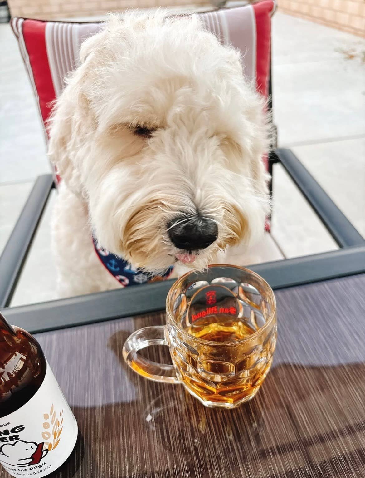 HIGH FOUR - Wholesale Pet Treats - Dog - Beer for Dogs! – Non-Alcoholic Vitamin Dog Beer3