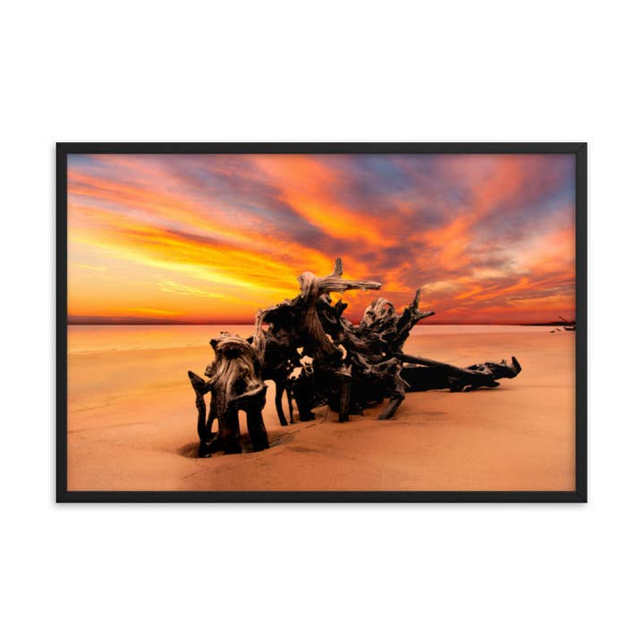 Gerahmtes Kunstwerk mit getrockneten Baumwurzeln und Sonnenaufgang am Boneyard Beach für den Großhandel von Pipa Wall Art & Home Decor