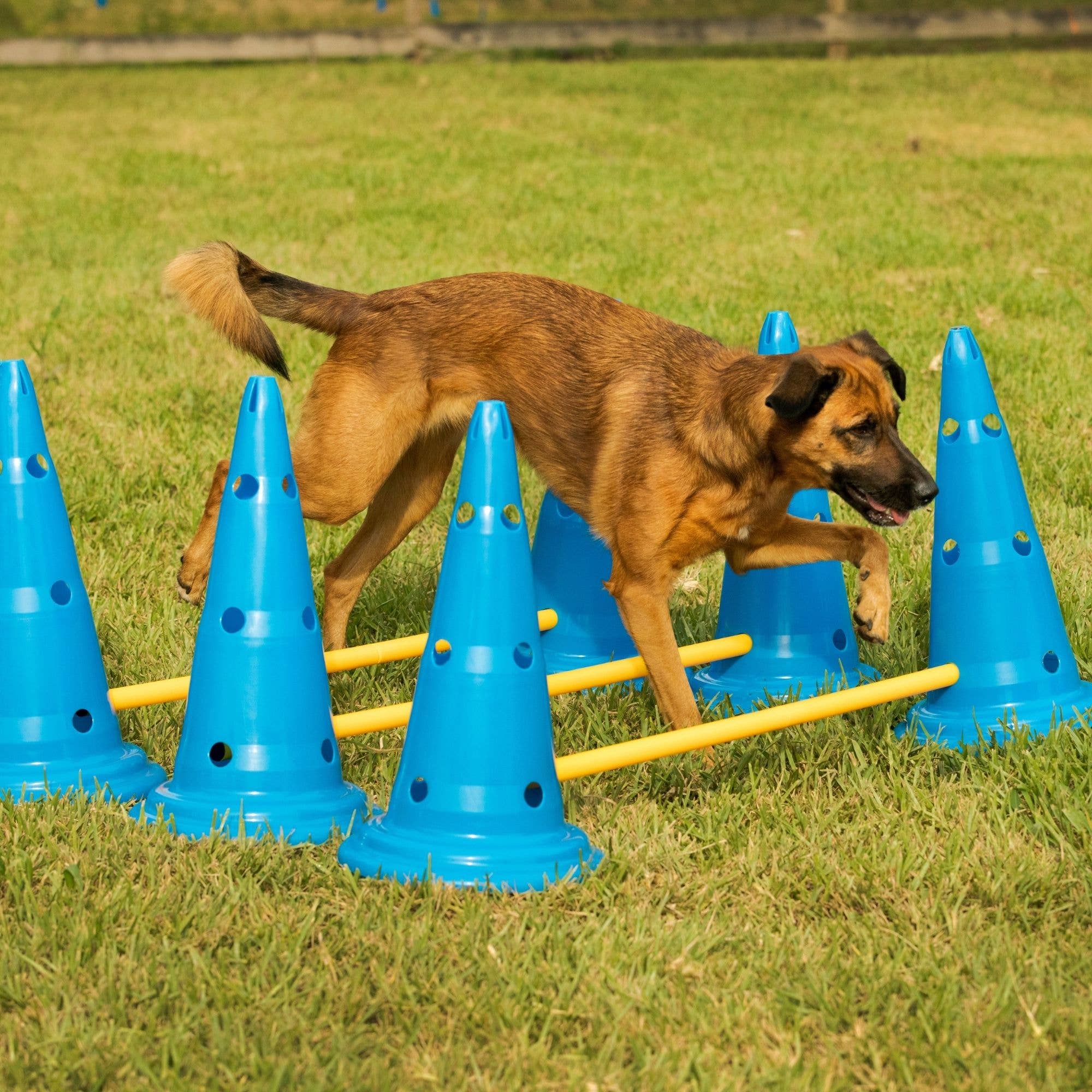 Midlee Designs - Wholesale Pet Agility Weave Pole - Dog - Midlee Dog Cone & Pole Agility Set of 3 (Adjustable)5