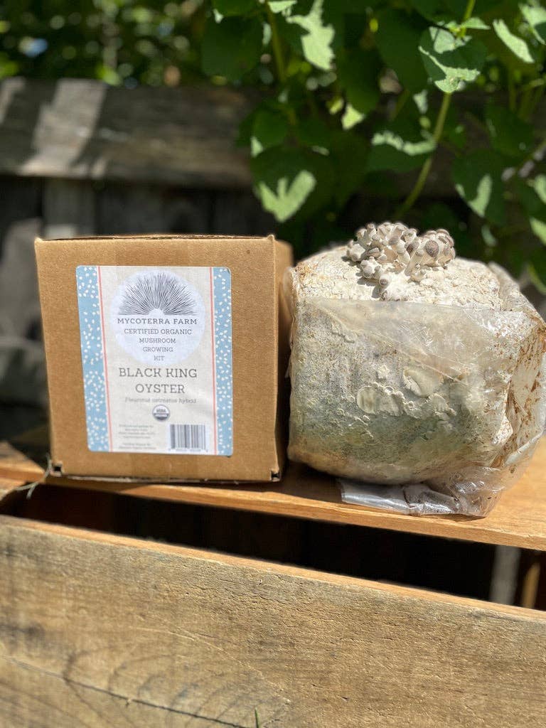 Mycoterra Farm - Wholesale DIY Food Kit - Black Pearl Oyster Mushroom Grow Kit1