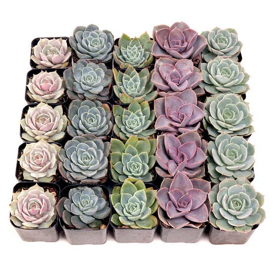 Mountain Crest Gardens - Wholesale Succulent - Echeveria Bulk 25-Pack (5 Varieties, 2" Pots)