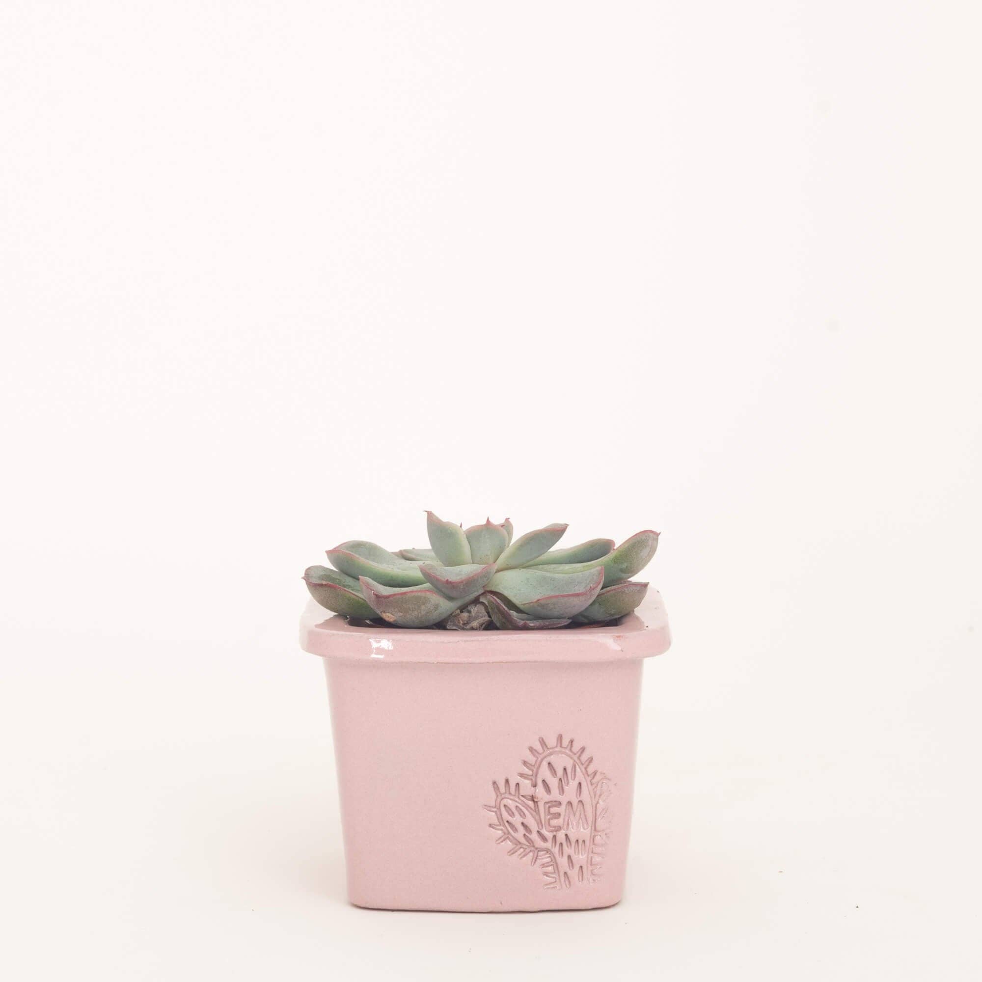 Vasos Quadrados by EM – Vaso de plantas por atacado – VASO QUADRADO MINI 6x6 - BRILHO36