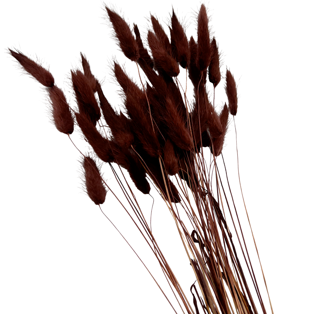 2626 Designs - Wholesale Dried/Pressed Flowers - Bunch Dried Bunny Tails Grass-20-24"  apx 1 oz3