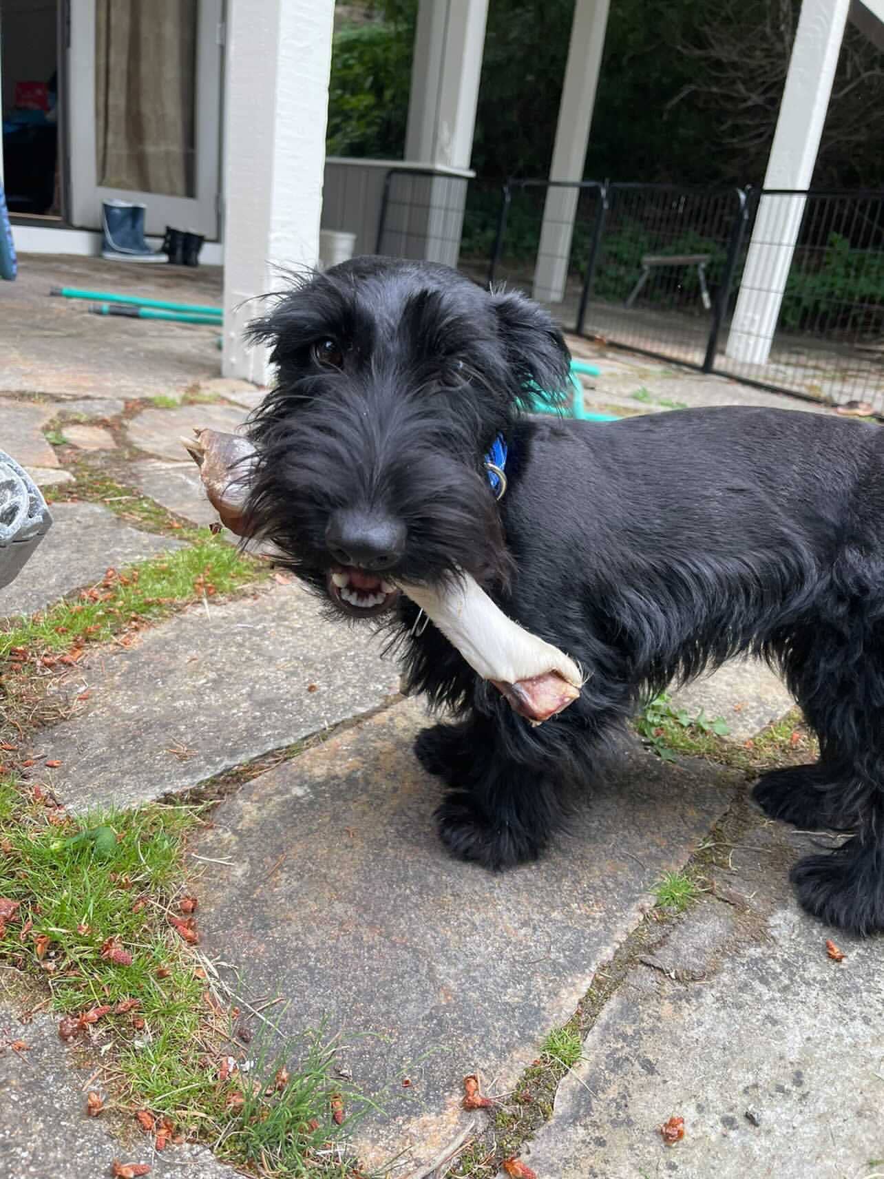 Naked Beasts, Inc. - Wholesale Pet Treats - Dog - Sheep Trotter - Limited Edition8