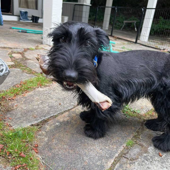 Naked Beasts, Inc. - Wholesale Pet Treats - Dog - Sheep Trotter - Limited Edition8