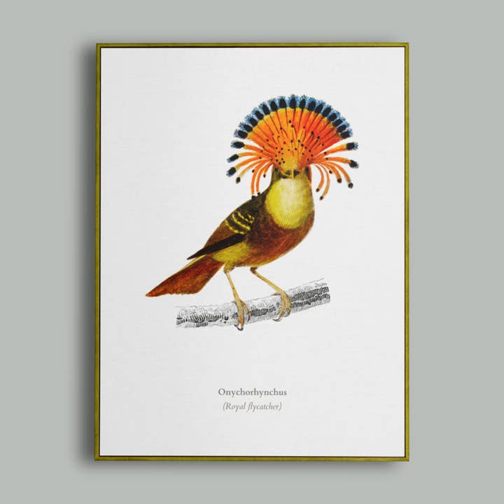 Impression Vintage d'Illustration d'Oiseau Moucherolle Royal pour la vente par Lyonette