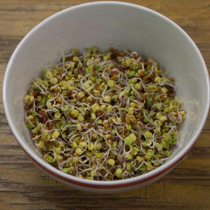 Sprouting Seed - Radish, China Rose, ORGANIC for wholesale by Sow True Seed