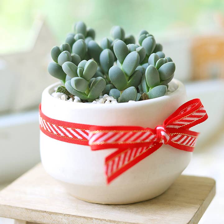 Ice Plant Corpuscularia Lehmannii - Cute Succulents 2/4in for wholesale by Best Plant Friend