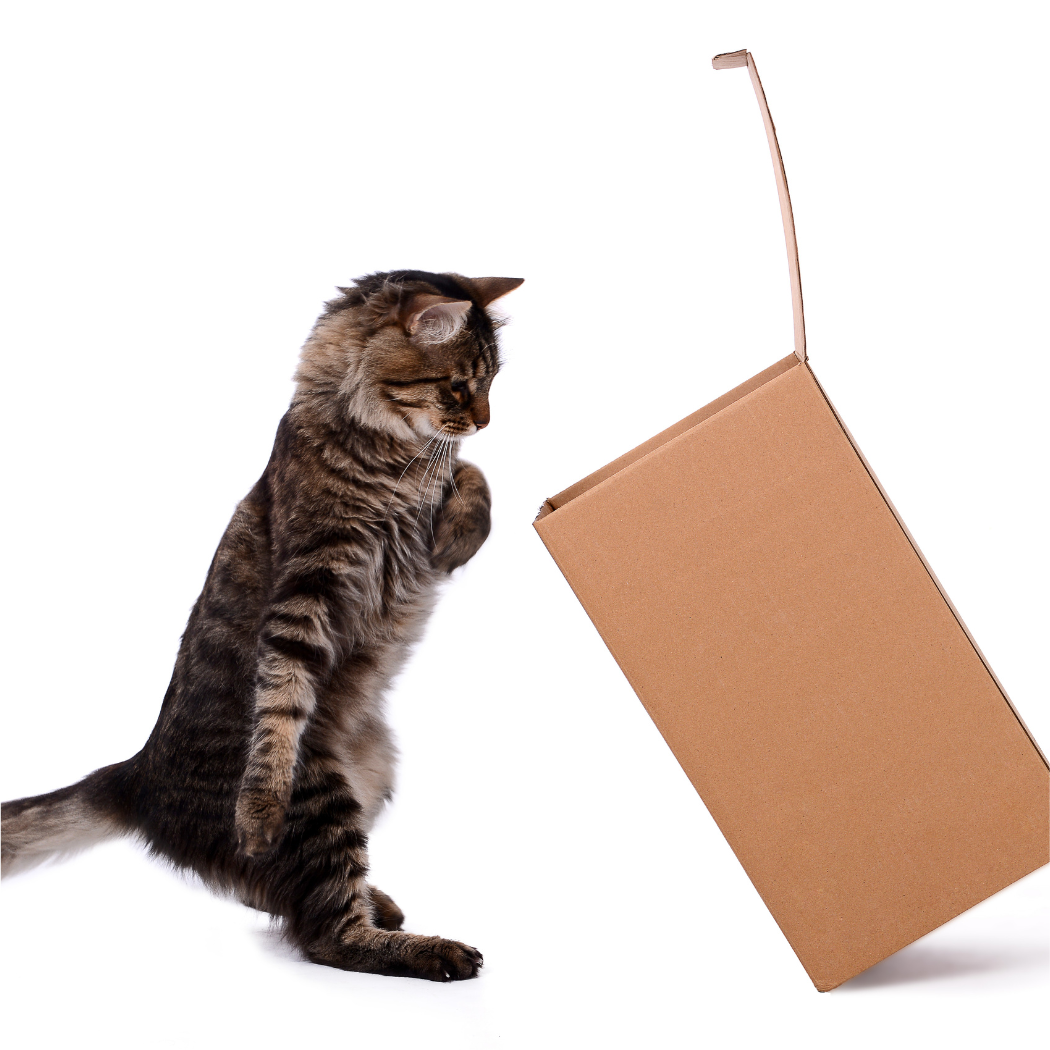 Pawstries - Wholesale Pet Treats - Cat - Bulk Pet Treats for Cats1