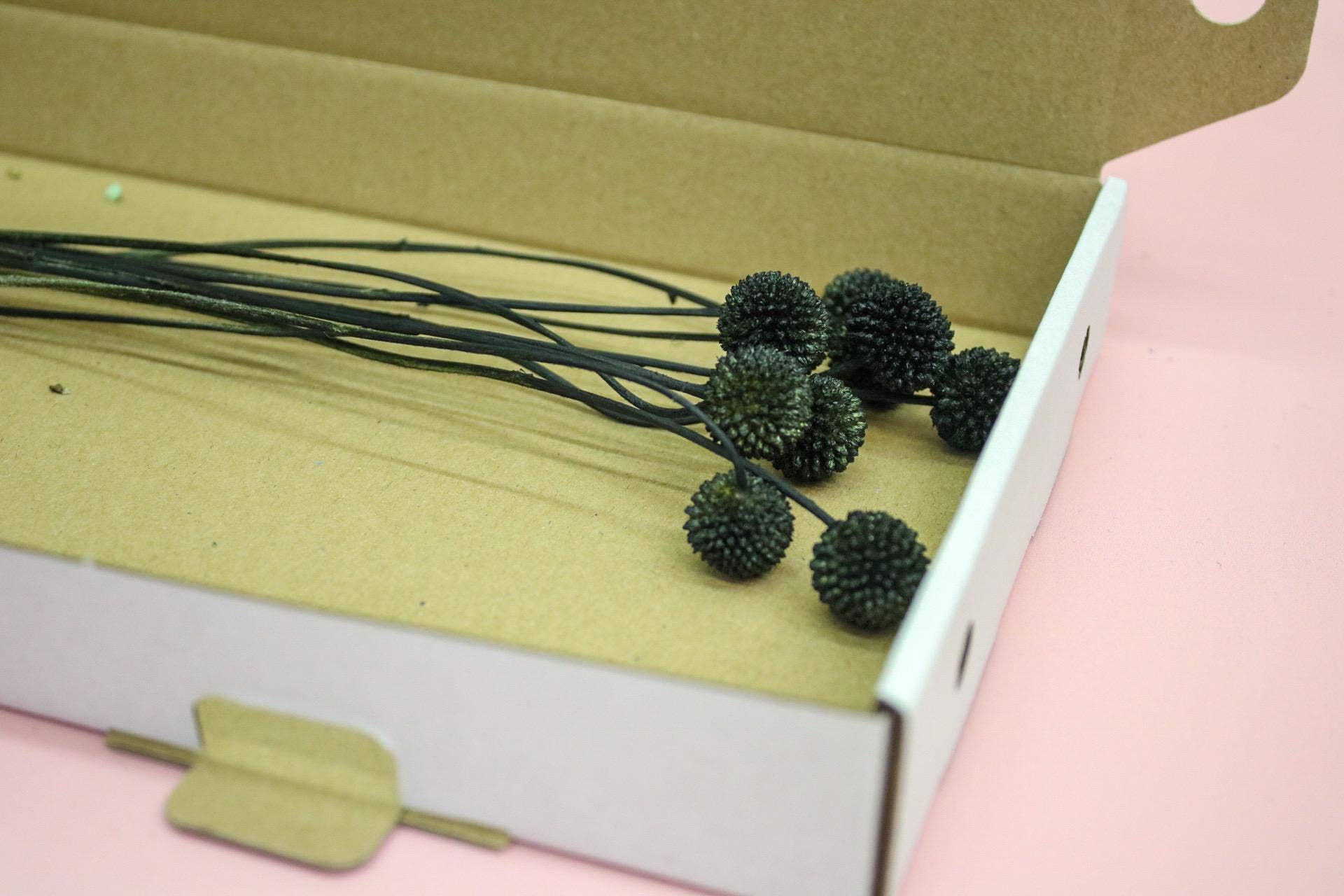 Wildestdreams.flowers – wholesale Dried/pressed flowers – Black Dried Craspedia Flowers, Craspedia Black Billy Button 2