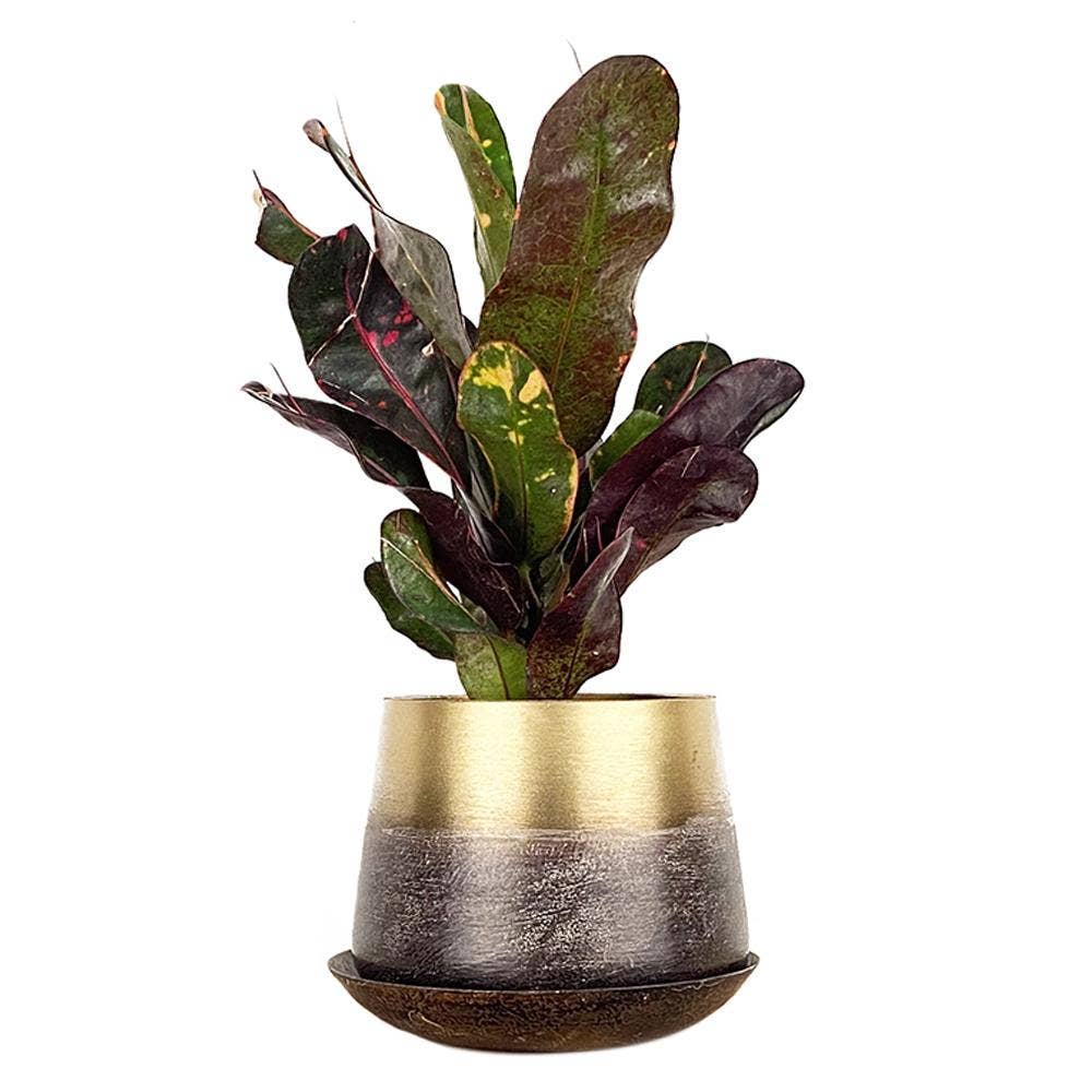 Chive - Wholesale Plant Pot - Joe Metal Flower Pots And Planters With Drainage Hole Saucer11