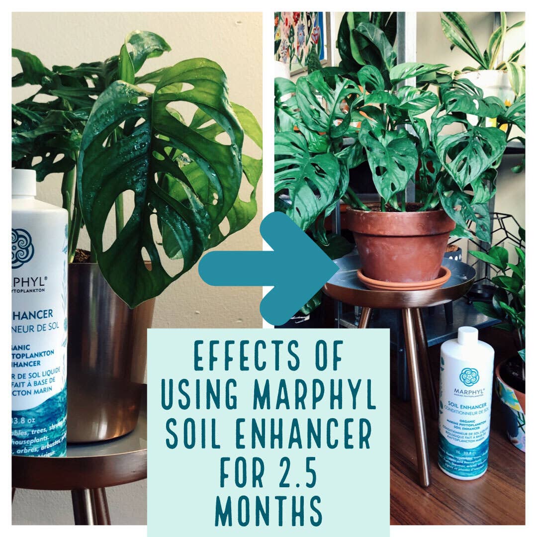 MARPHYL - Vente Engrais - Améliorant liquide du sol à base de phytoplancton marin 2 L (4 tailles)8