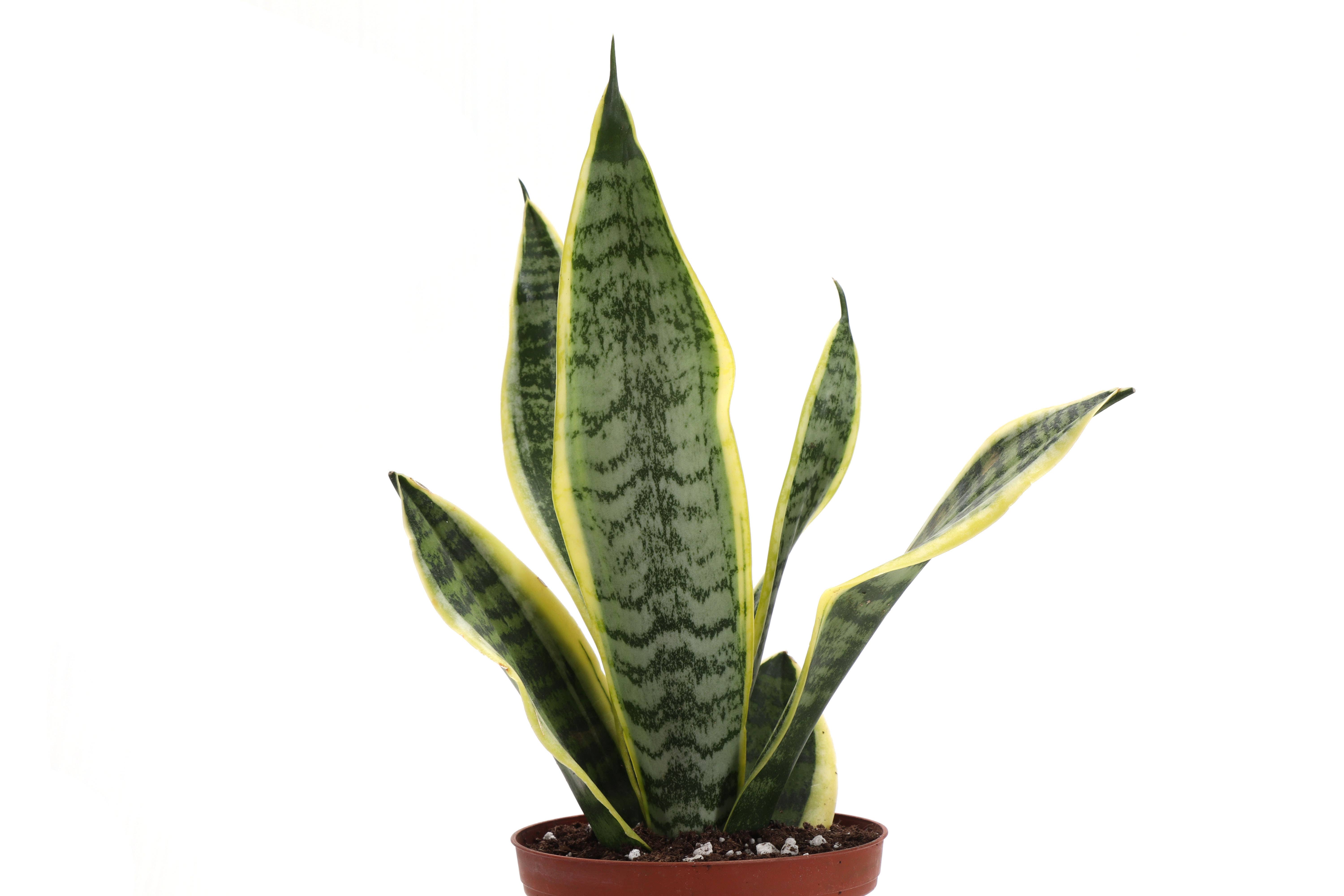 Thorsen's Greenhouse - Wholesale Live Plant - Snake 'Laurentii', Variegated Snake Plant - Live Plant7