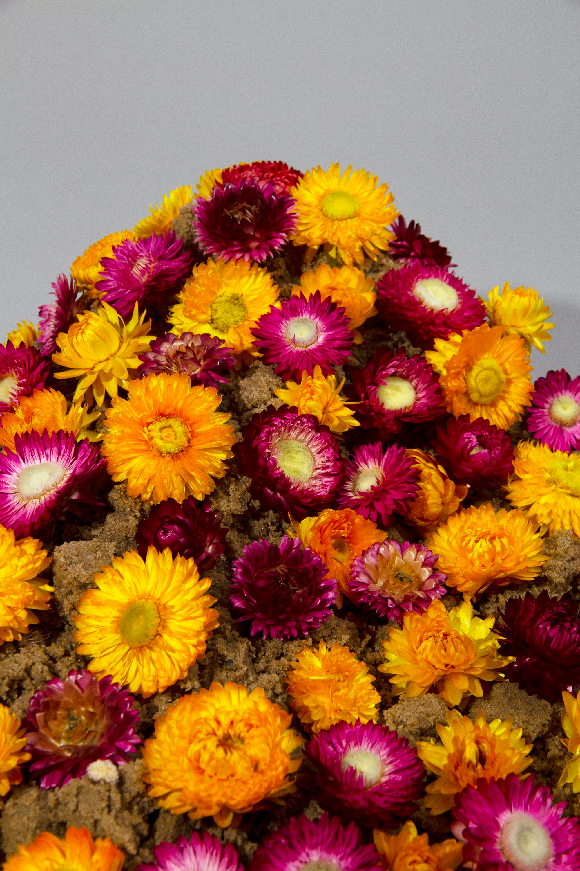 Kunstharz.Art - Vendita all'ingrosso Fiori secchi/pressati - Fiori di paglia essiccati Helichrysum per decorazioni artigianali15