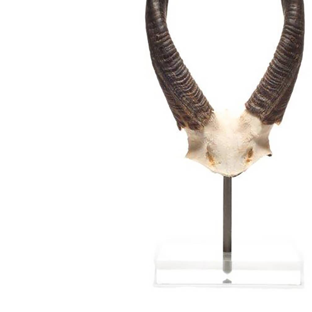 OUTPOST ORIGINAL – Engroshandel Bordpynt – Afrikansk Bushbockhorn på Lucite1