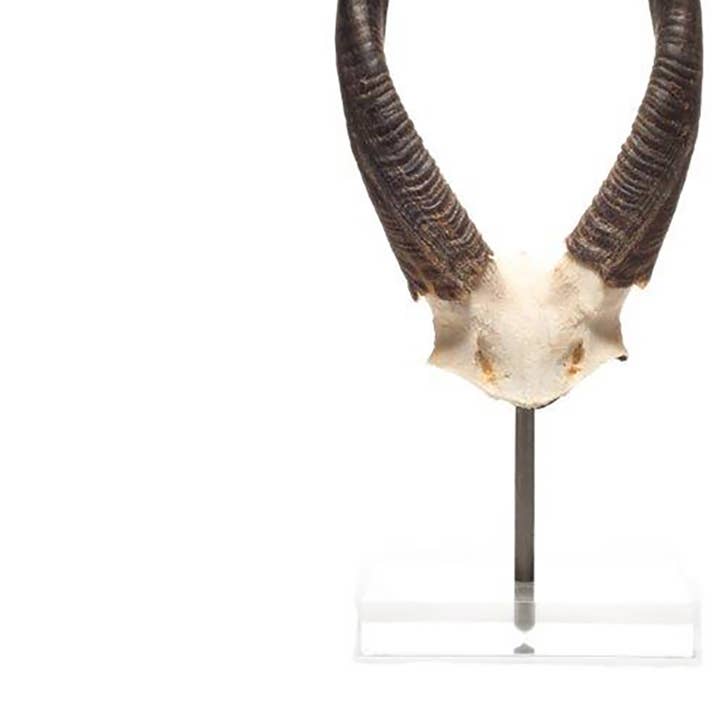 OUTPOST ORIGINAL - Vente Décorations de table - Corne de Bushbock africaine sur lucite1