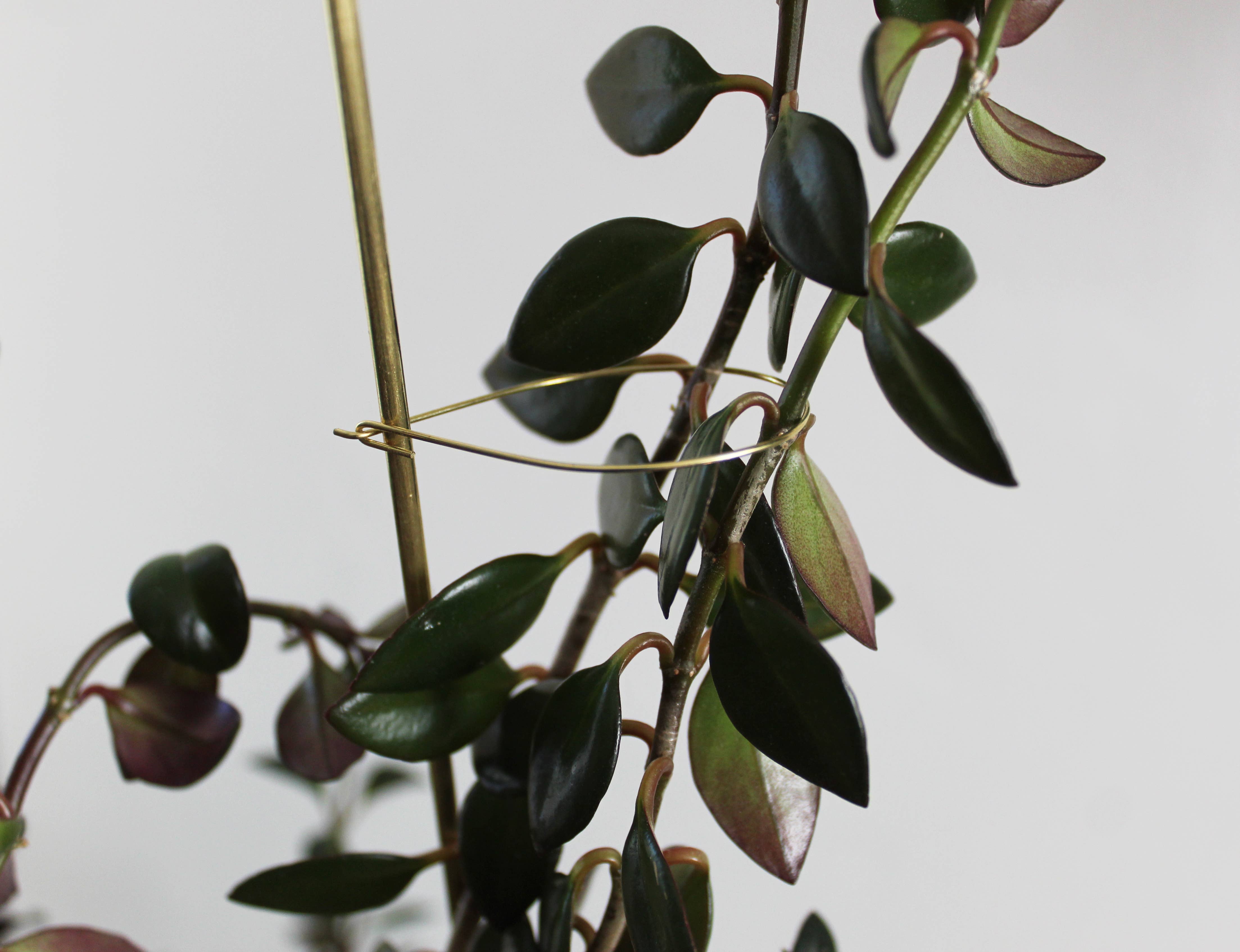 Andamio - Wholesale Plant Pot - Plant Pins Brass Houseplant Trellis Support - Assorted Sizes6