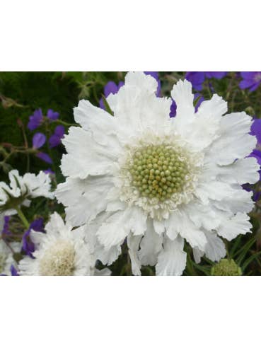 Scabiosa Fama White 50 / 100 stems for wholesale by Florasource