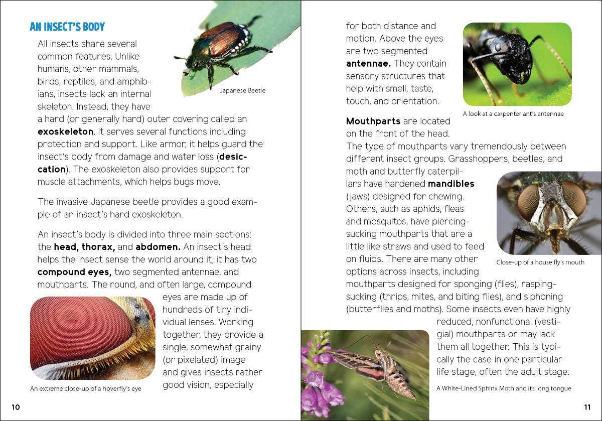 AdventureKEEN - Wholesale Nature & Outdoors - Insects & Bugs for Kids3