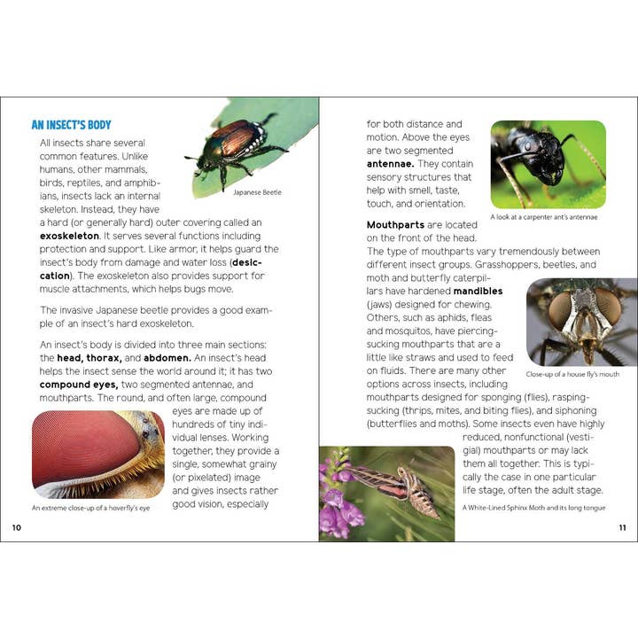 AdventureKEEN - Wholesale Nature & Outdoors - Insects & Bugs for Kids3