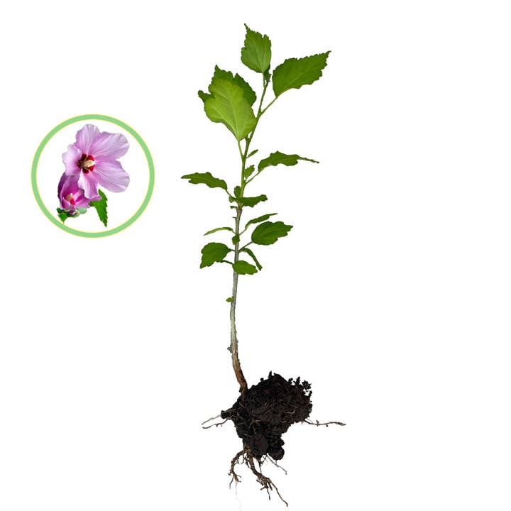 Rose Of Sharon Hibiscus Organic Live Plant w/ Roots Transplant Starter Bush HIBISCUS-12" Tall 1PK for wholesale by FIXTUREDISPLAYS