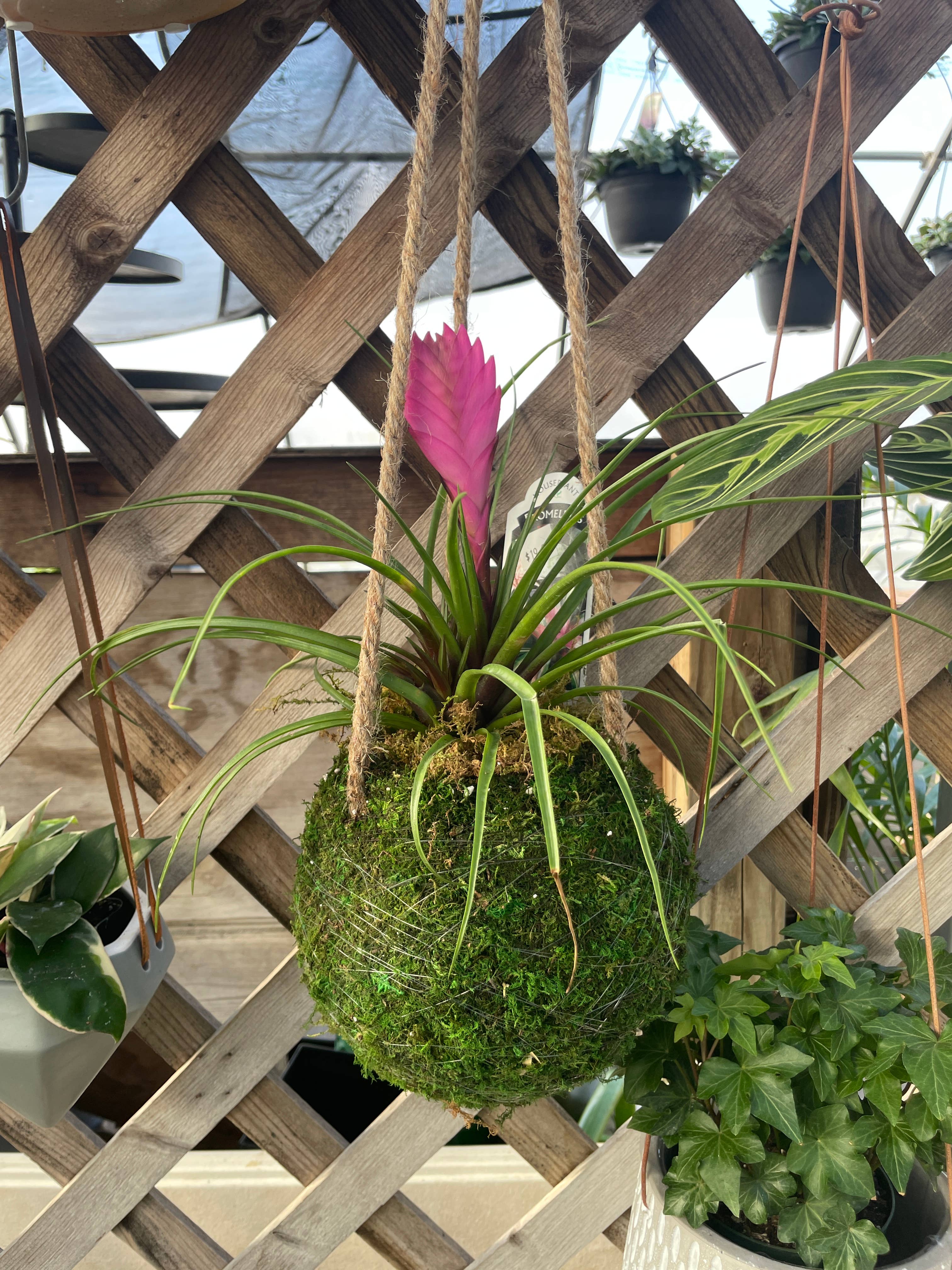 Thorsen's Greenhouse - Wholesale Live Plant - Pink Quill Bromeliad - 4" Live Plant7