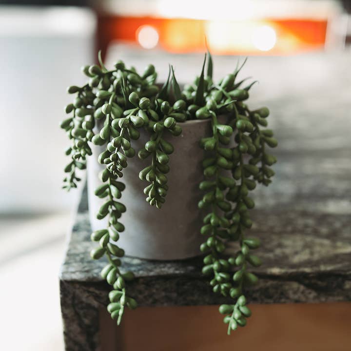 Prestige Botanicals - Wholesale Artificial Plant - Green String Of Pearls 13"