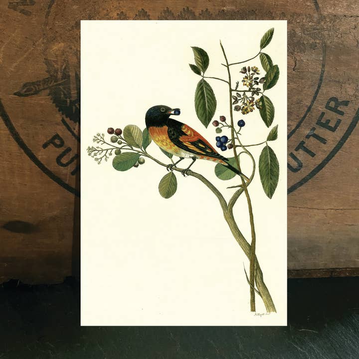 Voleur de savonnier pour la vente par Irreverent Cards for Challenging Times