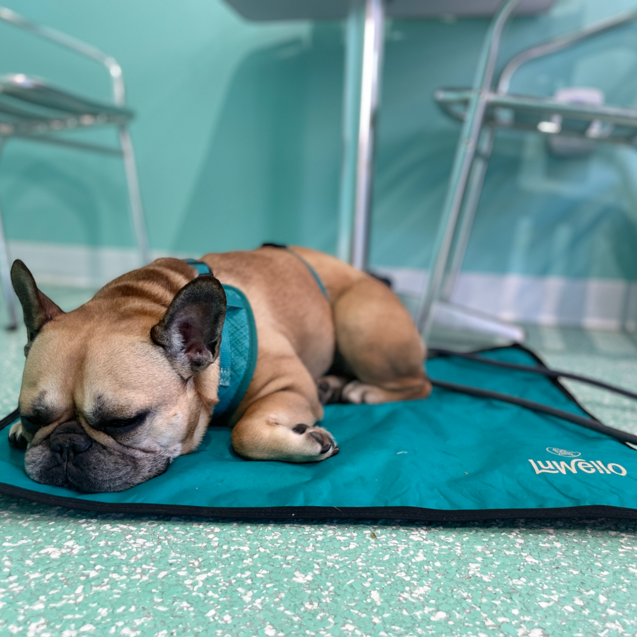 LUWELLO, LLC - Wholesale Pet Bed - Dog - Portable Dog Settle Mat10