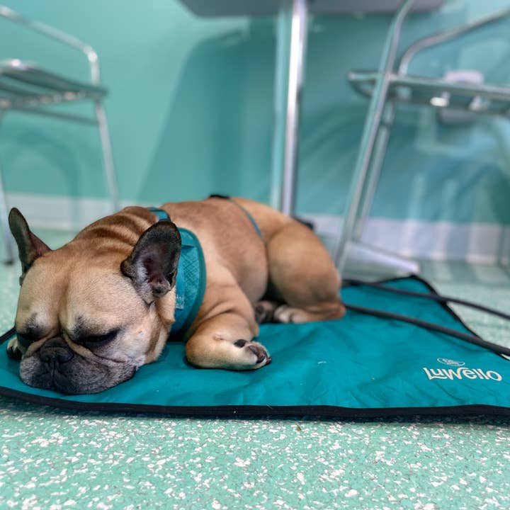 LUWELLO, LLC - Wholesale Pet Bed - Dog - Portable Dog Settle Mat10