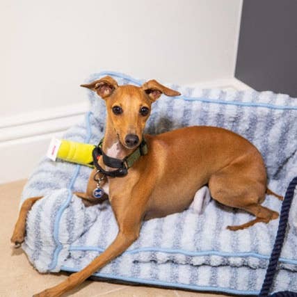 Glow Pups - Wholesale Pet bed – Dog - Luxury Light Blue Striped Sofa Dog Bed17