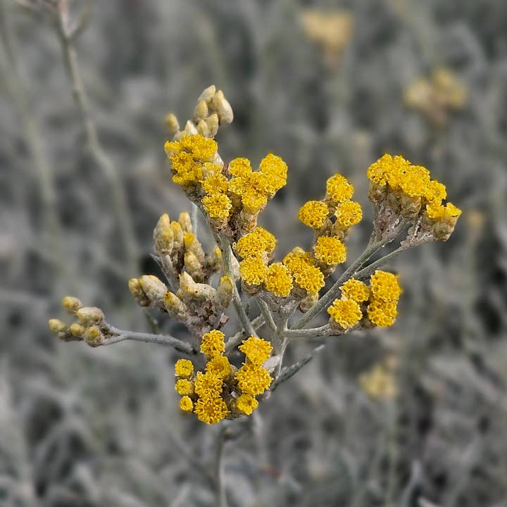 Helichrysum Hydrosol for wholesale by Morning Myst Botanics