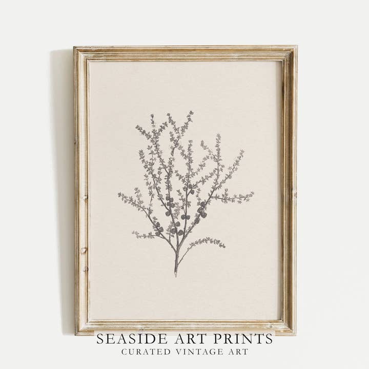 Vintage Botanical Sketch Art Print / Handmade Giclée Print for wholesale by Seaside Art Prints
