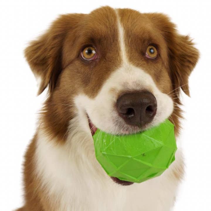 Dollar Paw - Wholesale Pet chew toy – Dog - FreezePawps2