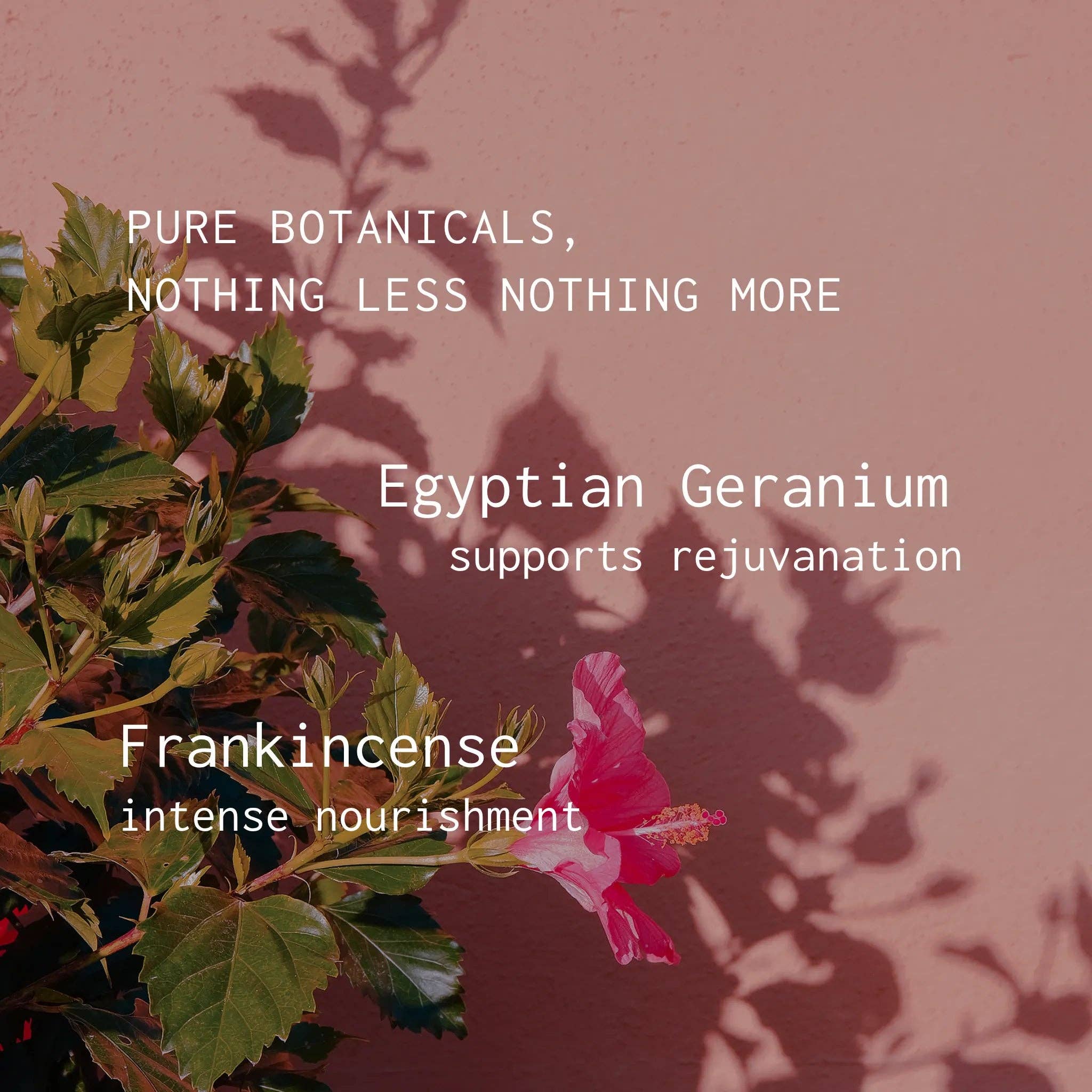 the banyo.co - Wholesale Bath/Body Oil - Petal Woods Aromatic Body Oil - 4oz3