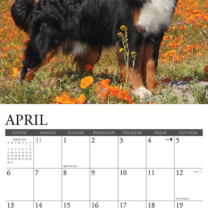 Willow Creek Press & Gifts - Wholesale Calendar - Bernese Mountain Dogs 2025 Wall Calendar