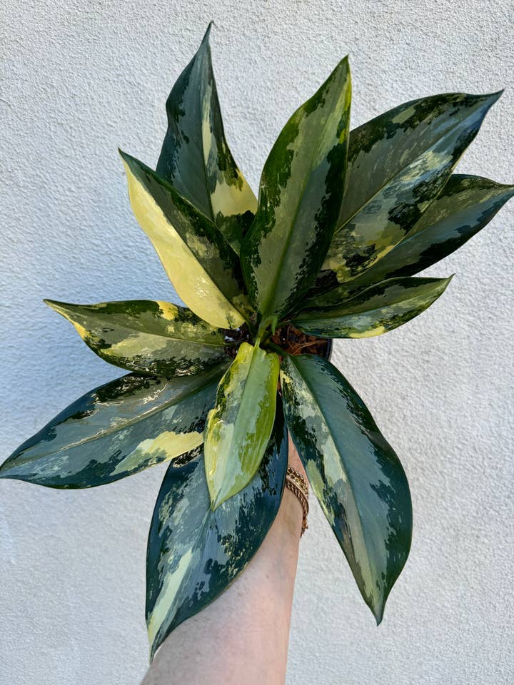Aglaonema Suwannaphummi for wholesale by Plant Vault