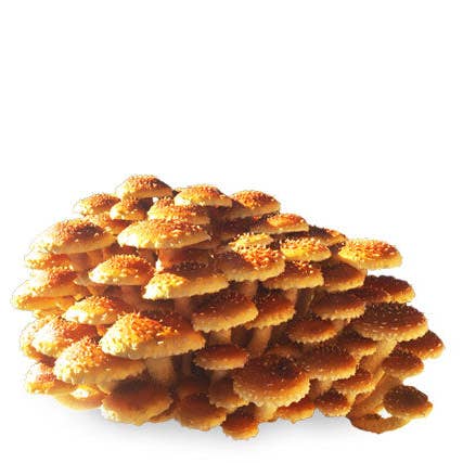 Planet Mushrooms - Wholesale DIY Food Kit - Chestnut Mushroom Grow Kit4
