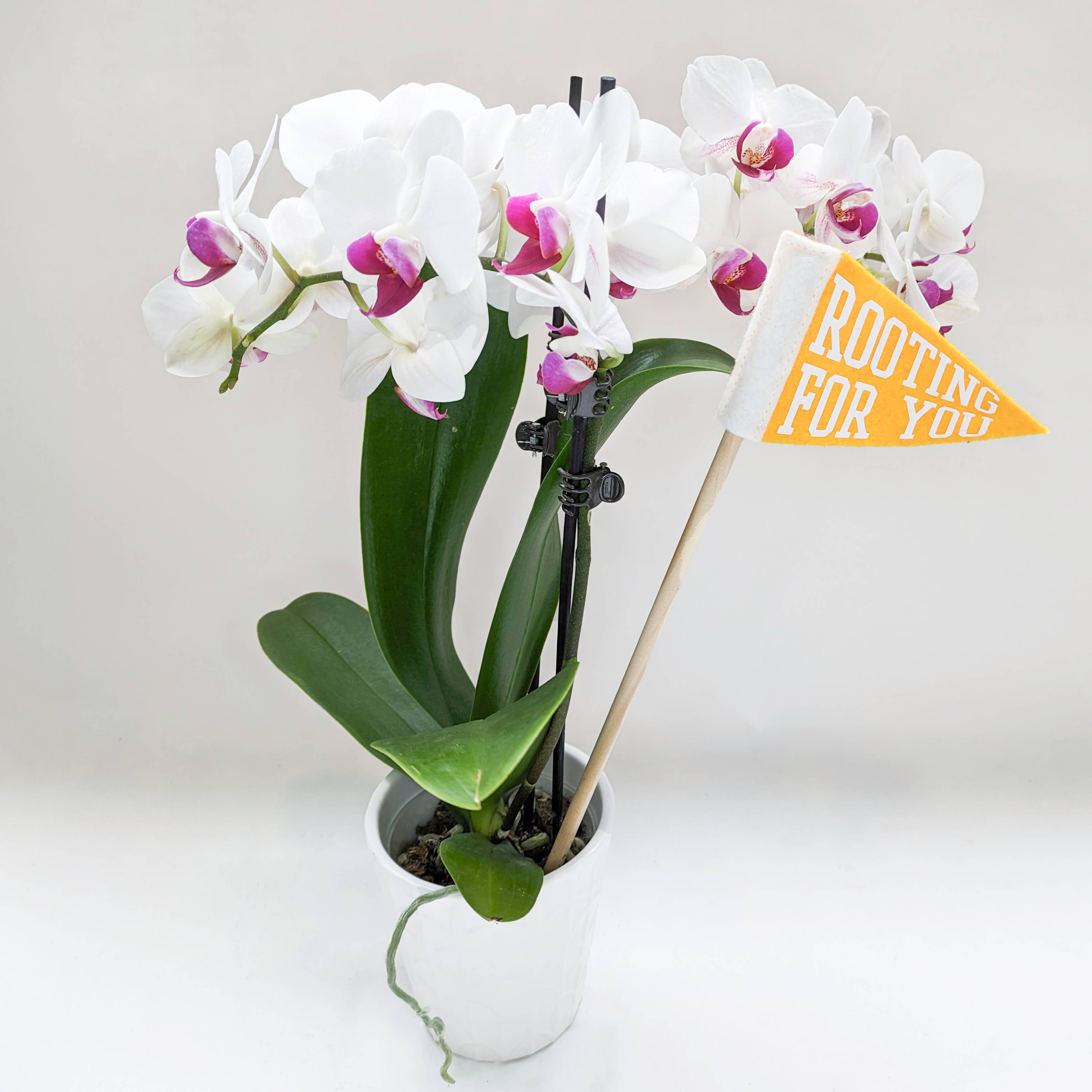 Pennant For Your Thoughts – Engroshandel Have/havestolpe – Lille planteflagvimpel | Uldblanding, håndlavet i USA2