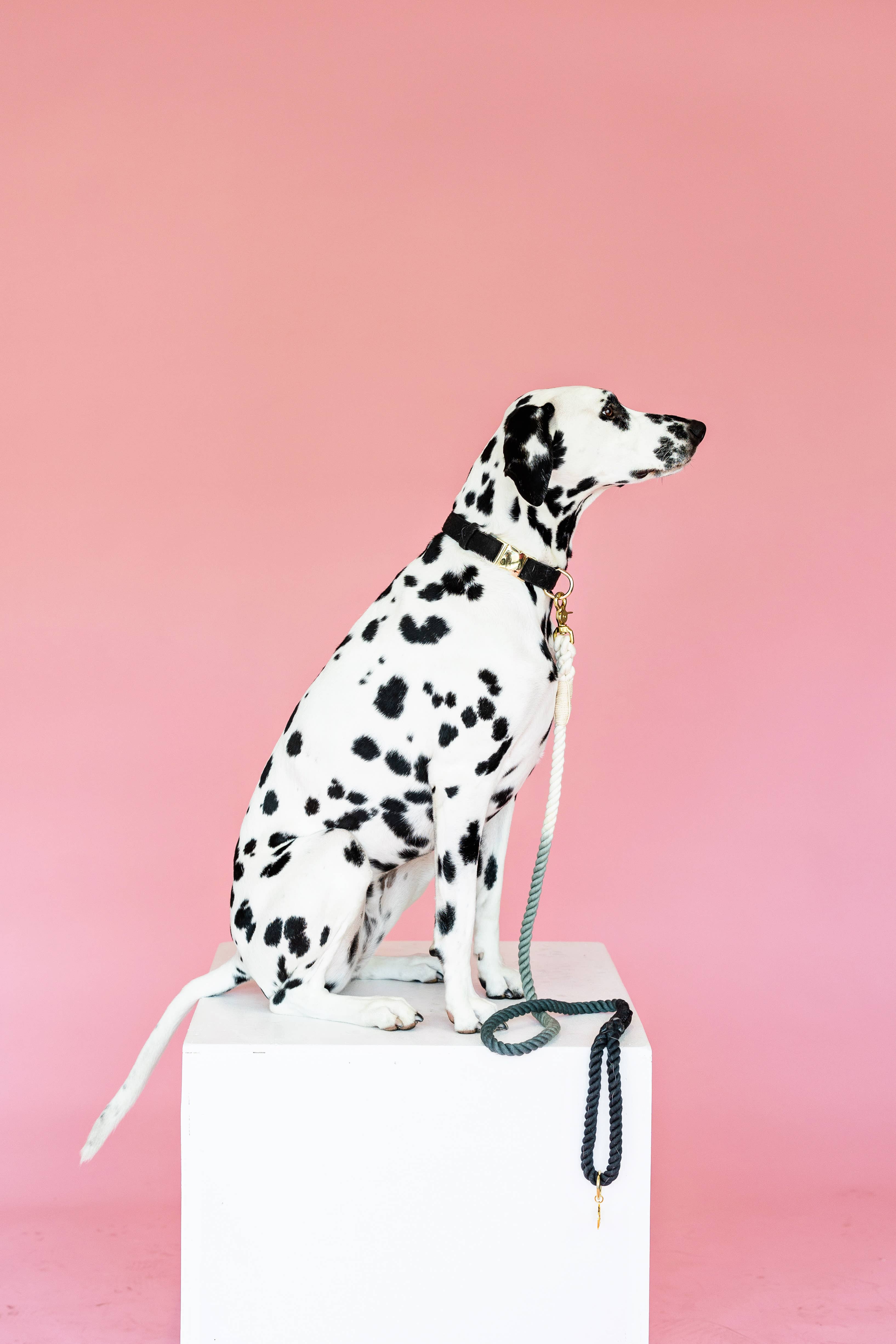 Pink Papyrus | Premium, Durable, & Stylish Dog Products - Wholesale Pet Leash - Dog - Cairo Rope Dog Leash | Dog Leash | Black And Grey Leash5