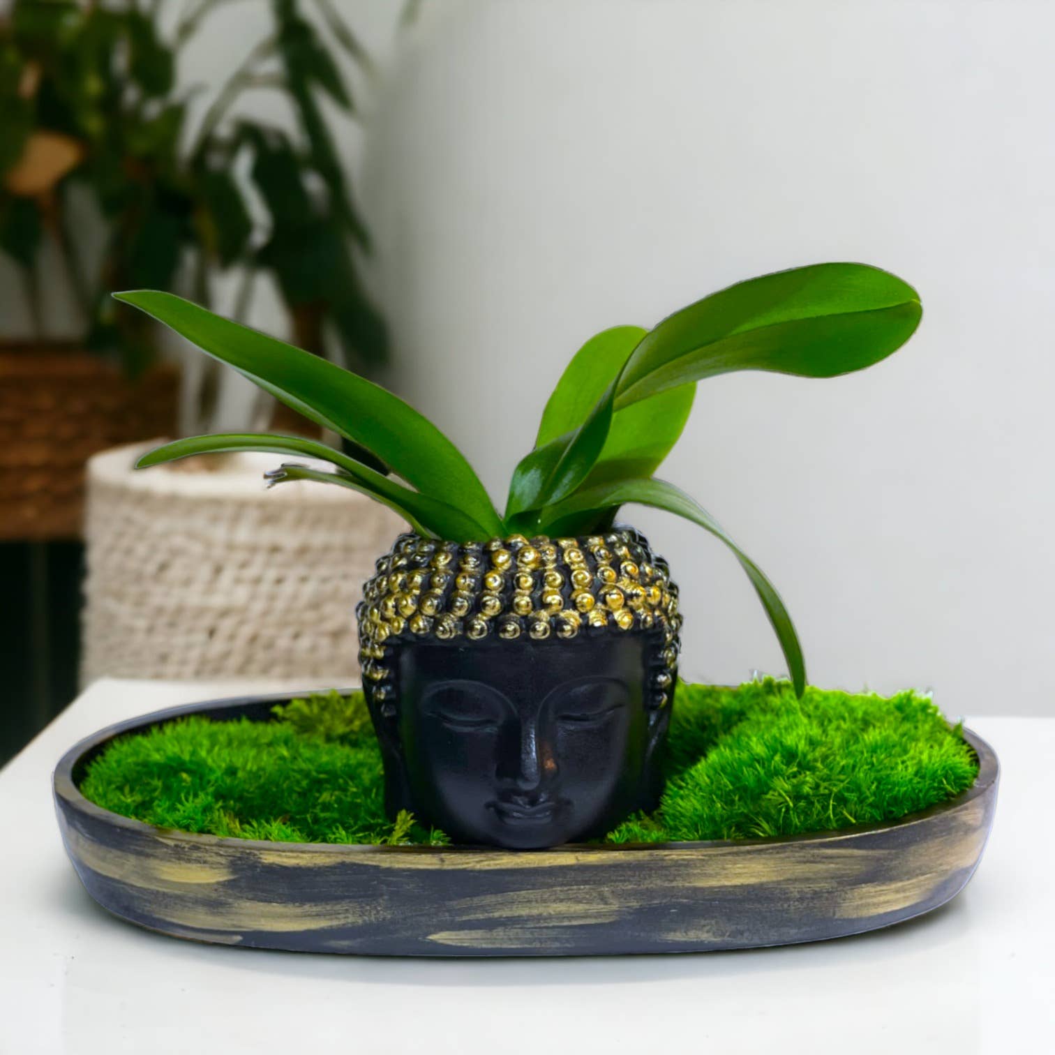 Planters Made in the USA - Wholesale Decorative Tabletop Object - Moss Table Centerpiece Decor Preserved Plant, Forever Green7