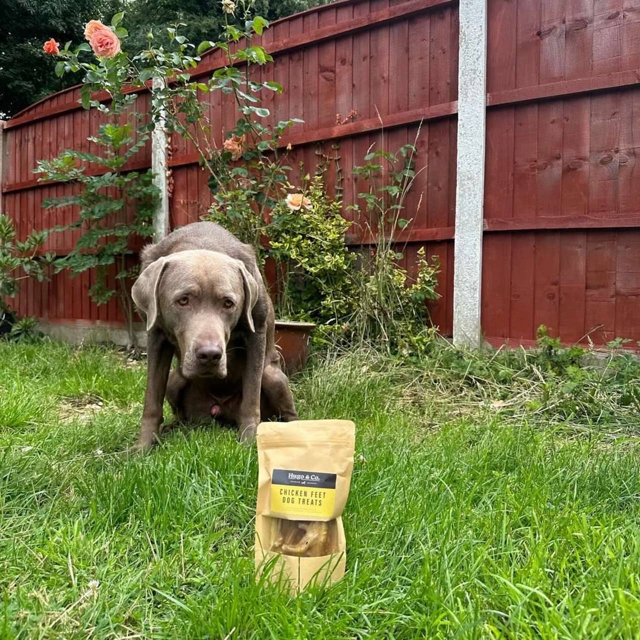 Hugo & Co Dog Treats – wholesale Pet treats – Dog – Chicken Feet Dog Treats2