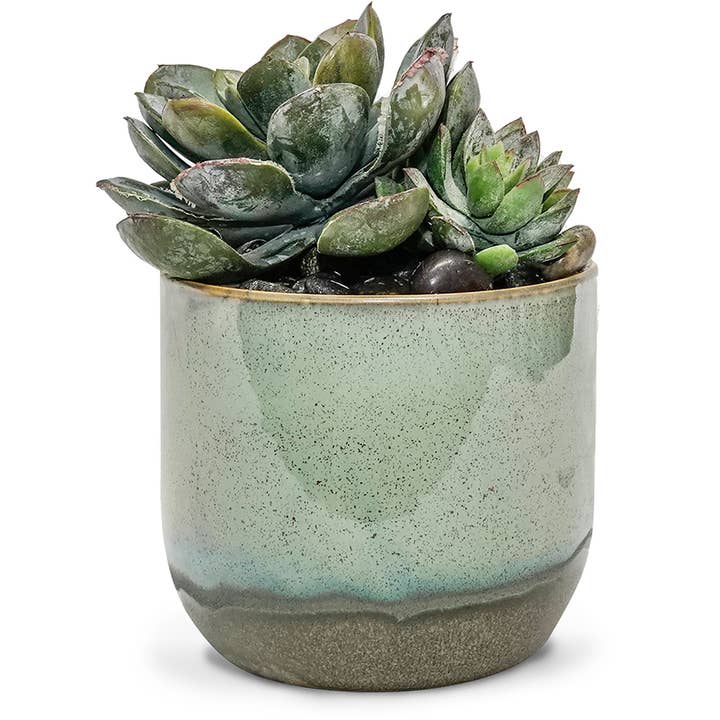 Caribe Sm Succulent Pot for wholesale by The Ivy Guild