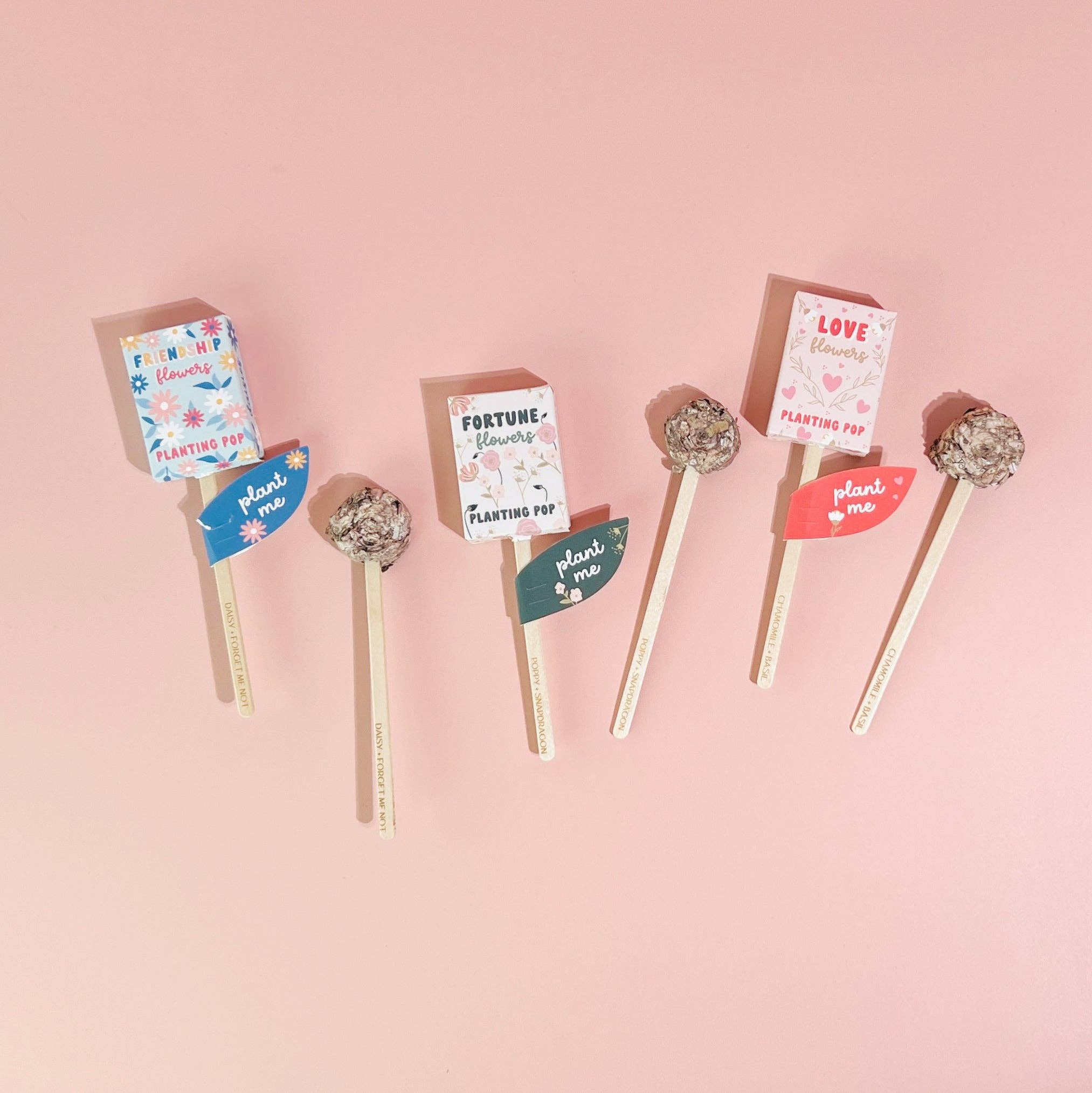 Sow the Magic - Vendita all'ingrosso Semi di piante - Germogli da piantare Friendship Flowers Garden + regalo con semi6